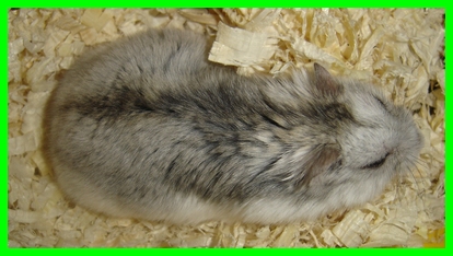 mikefin.jpg (82284 octets)