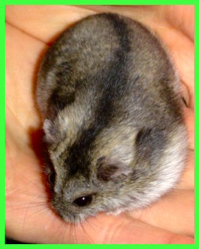 mikeli3.jpg (25037 octets)