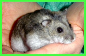 mikeli4.jpg (17428 octets)