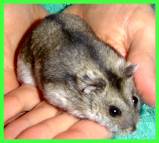 mikeli5.jpg (20382 octets)