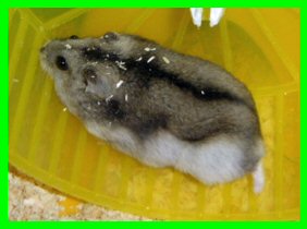 mikeli6.jpg (12972 octets)