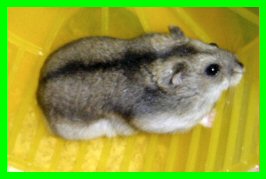 mikeli7.jpg (10921 octets)