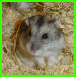 miker22.jpg (82217 octets)