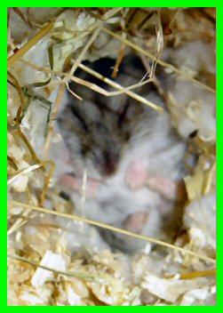 miker40.jpg (23287 octets)