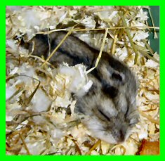 miker41.jpg (21339 octets)