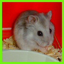 suzette12.jpg (10870 octets)
