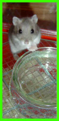 suzette2.jpg (56362 octets)