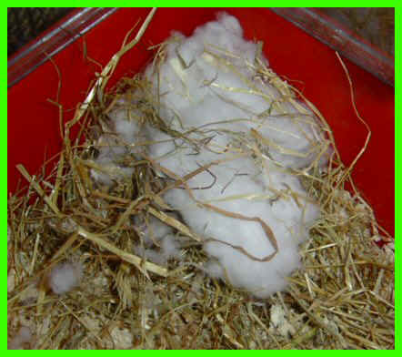 suzette7.jpg (107418 octets)
